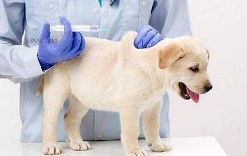 狗狗發燒且流膿鼻涕？可能染上了犬瘟熱，及時治療才能挽救生命