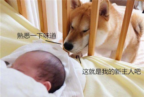 主人懷孕生下小寶寶，柴犬一改調皮作風，變身保姆帶起娃來