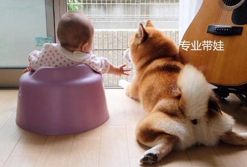 主人懷孕生下小寶寶，柴犬一改調皮作風，變身保姆帶起娃來