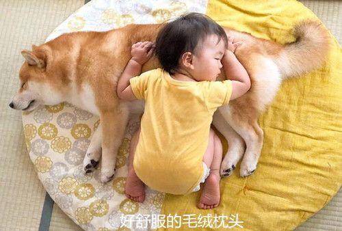 主人懷孕生下小寶寶，柴犬一改調皮作風，變身保姆帶起娃來
