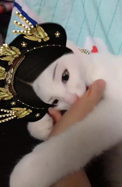 奇葩寵主為自己貓咪化妝後，網友大呼：奴才參見貴妃娘娘