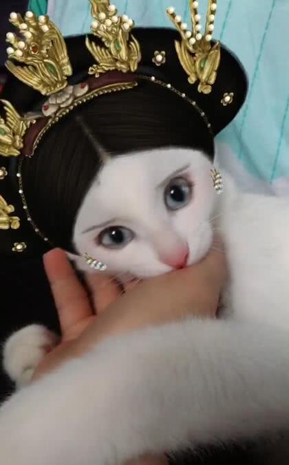 奇葩寵主為自己貓咪化妝後，網友大呼：奴才參見貴妃娘娘