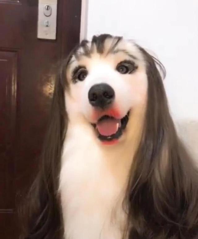 奇葩寵主為自己貓咪化妝後，網友大呼：奴才參見貴妃娘娘