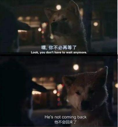 主人即將離世，狗狗為主人送行，當狗狗抱住主人時身邊眾人哭了