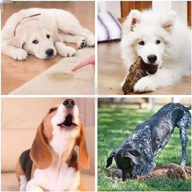 訓犬秘籍（一般人我不告訴他）