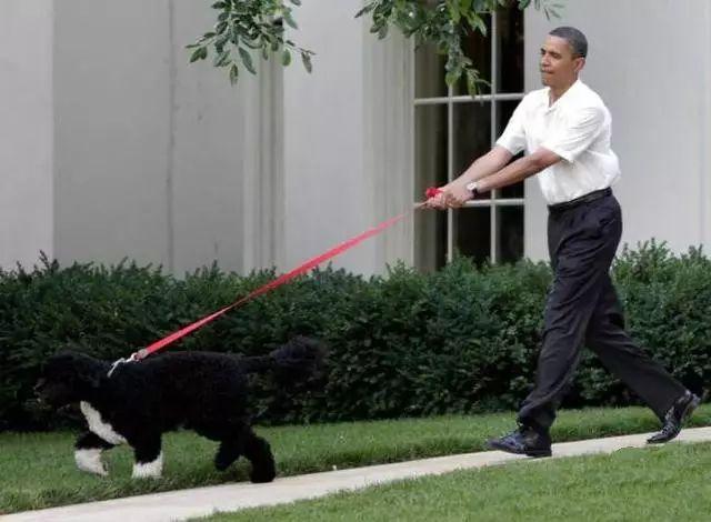 訓犬秘籍（一般人我不告訴他）