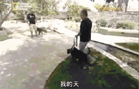 訓犬秘籍（一般人我不告訴他）