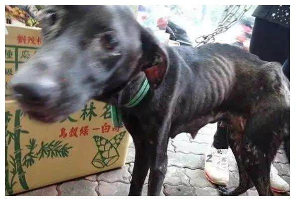流浪狗遭主人遺棄，生寶寶後竟因找不到吃的，狗媽媽身體被掏空
