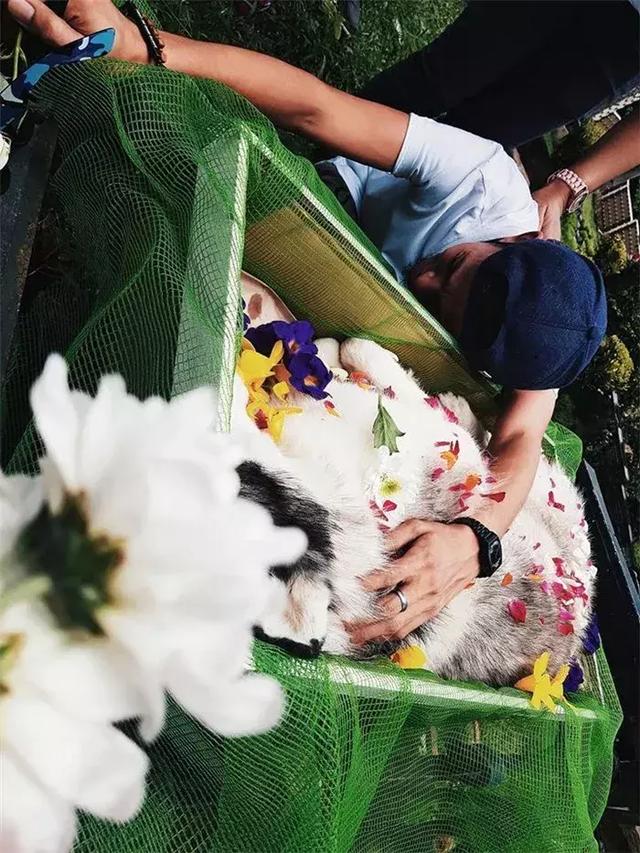 鏟屎官給阿拉斯加舉辦葬禮，入殮師給狗狗撒上鮮花，主人泣不成聲
