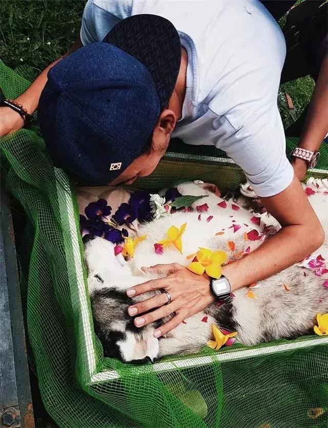 鏟屎官給阿拉斯加舉辦葬禮，入殮師給狗狗撒上鮮花，主人泣不成聲