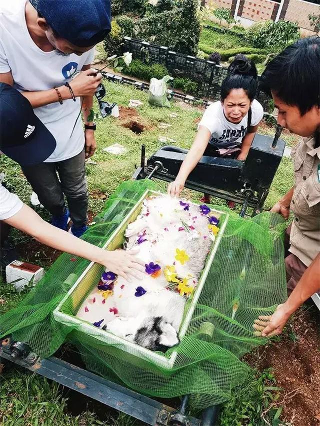 鏟屎官給阿拉斯加舉辦葬禮，入殮師給狗狗撒上鮮花，主人泣不成聲