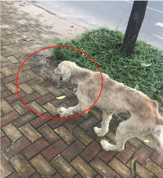 被流浪狗尾隨，網友撒腿就跑卻被中途攔下，狗：看你往哪兒跑