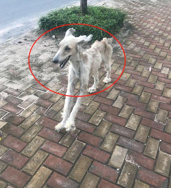 被流浪狗尾隨，網友撒腿就跑卻被中途攔下，狗：看你往哪兒跑
