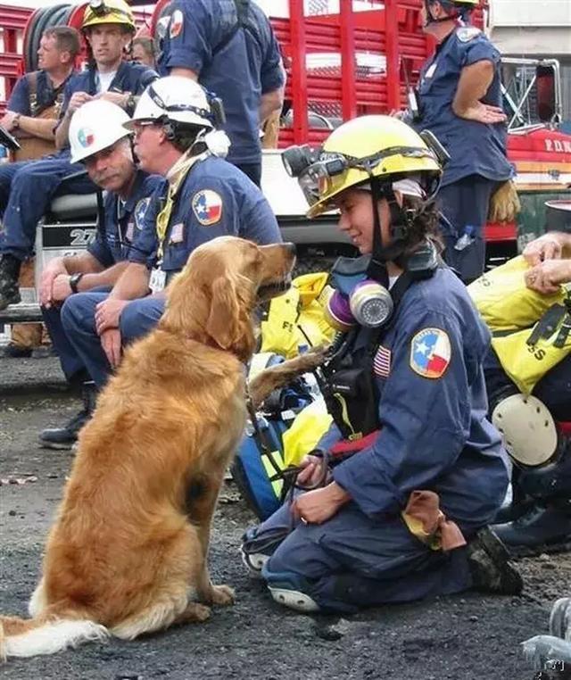 搜救犬退休後一個個離世，17年前的故事，誰還記得它們？