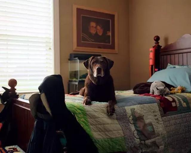 搜救犬退休後一個個離世，17年前的故事，誰還記得它們？
