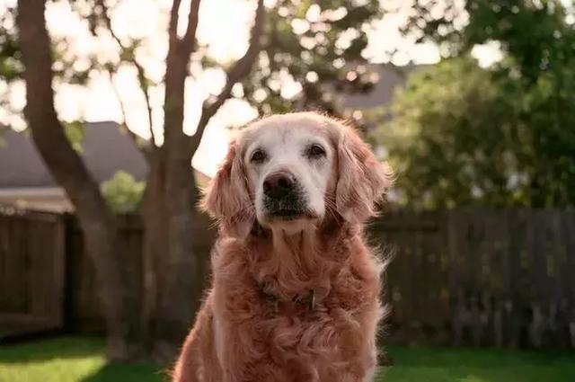 搜救犬退休後一個個離世，17年前的故事，誰還記得它們？