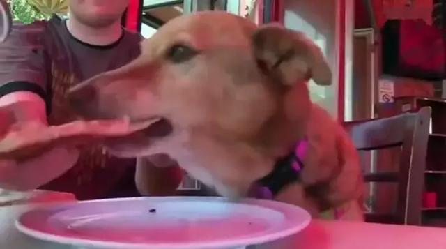 狗狗被困12年，臨終前獲得了自由，滿足所有心愿後安然離世