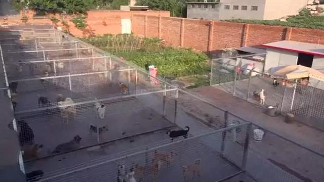 女法師自掏腰包辦護生園，救數百流浪動物，面對埋怨仍不改初衷