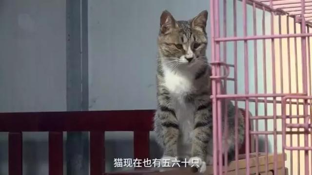 女法師自掏腰包辦護生園，救數百流浪動物，面對埋怨仍不改初衷