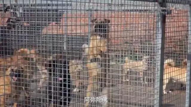 女法師自掏腰包辦護生園，救數百流浪動物，面對埋怨仍不改初衷
