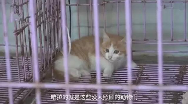 女法師自掏腰包辦護生園，救數百流浪動物，面對埋怨仍不改初衷