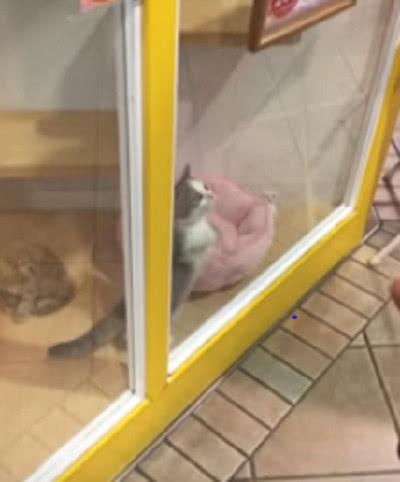 小貓咪為了早點離開寵物店，看到客人就很激動，貓咪：看我！選我！