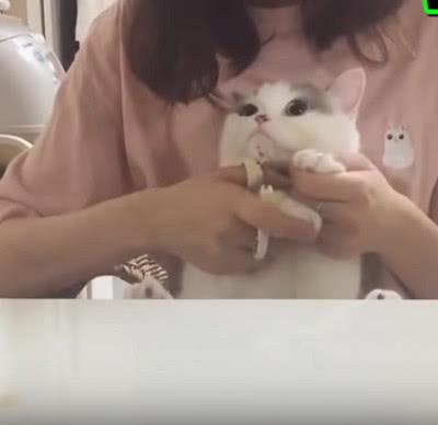 主人先禮後兵，抓住貓咪的小手要給它剪指甲，貓咪默默地抽回小手