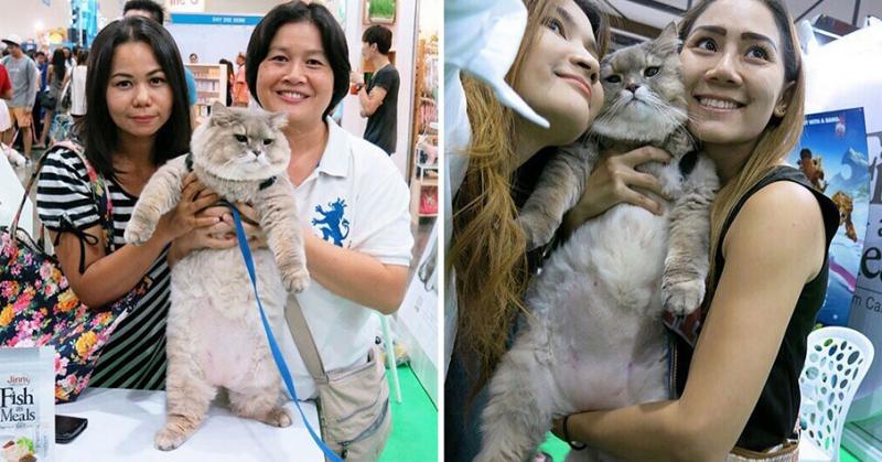 泰國大胖喵「洗澡澡」！碰到水「體積完全沒變」網笑：這是實心胖
