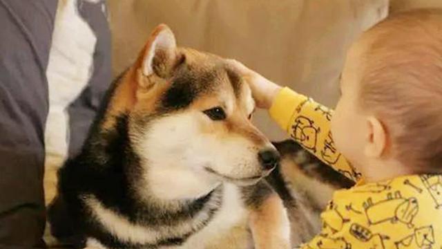 再喜愛狗狗，也不能縱容這3個壞習慣