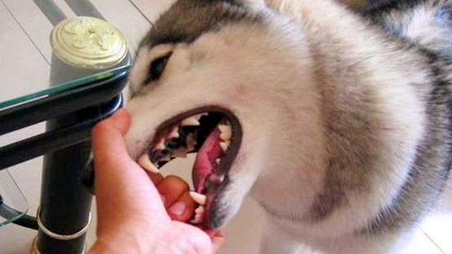再喜愛狗狗，也不能縱容這3個壞習慣
