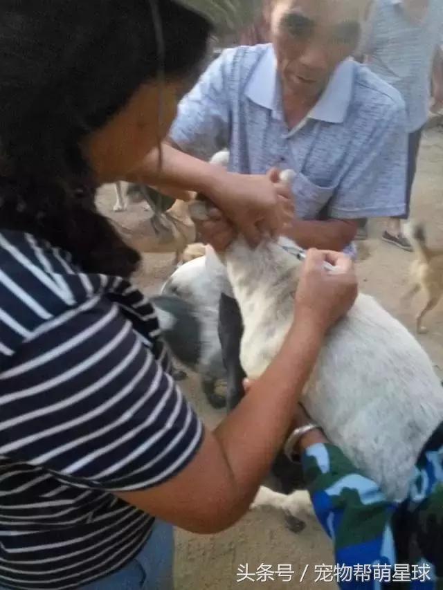 狗寶寶一直守著癱瘓的媽媽，不停流淚的模樣看著讓人心痛