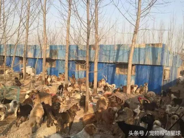狗寶寶一直守著癱瘓的媽媽，不停流淚的模樣看著讓人心痛