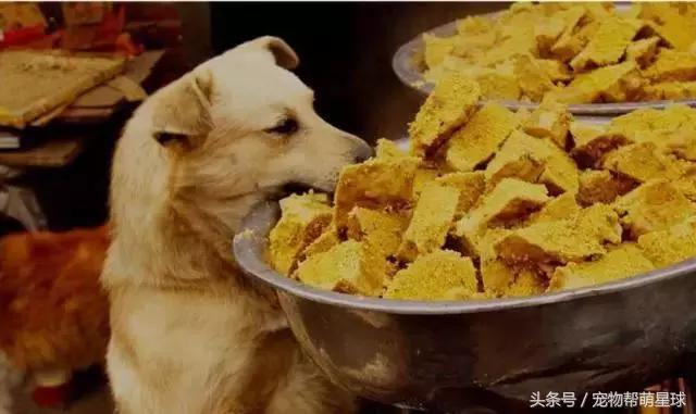 狗寶寶一直守著癱瘓的媽媽，不停流淚的模樣看著讓人心痛