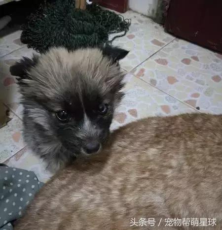 狗寶寶一直守著癱瘓的媽媽，不停流淚的模樣看著讓人心痛