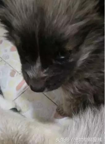 狗寶寶一直守著癱瘓的媽媽，不停流淚的模樣看著讓人心痛