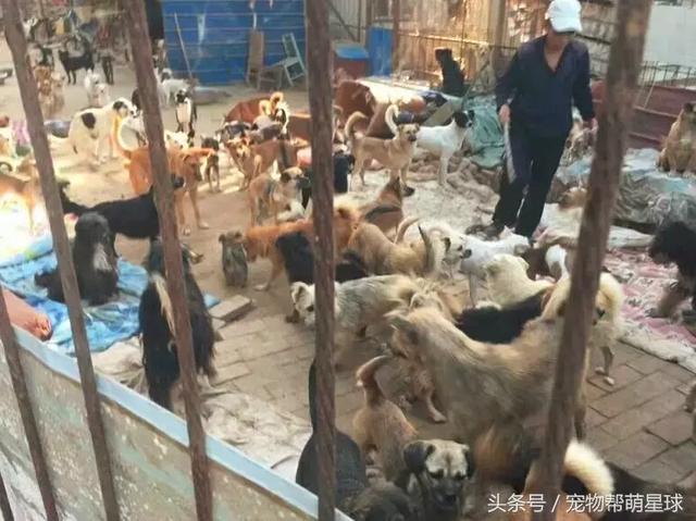 狗寶寶一直守著癱瘓的媽媽，不停流淚的模樣看著讓人心痛