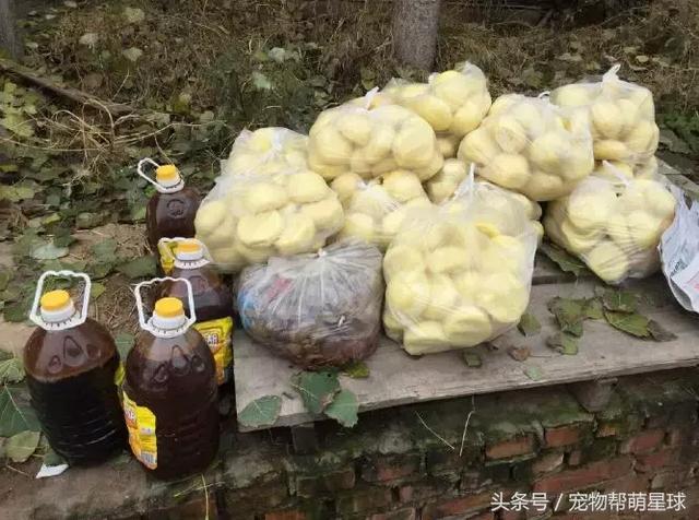 狗寶寶一直守著癱瘓的媽媽，不停流淚的模樣看著讓人心痛