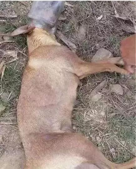 對不起，請你下輩子別再做一隻——中華田園犬