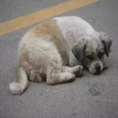 對不起，請你下輩子別再做一隻——中華田園犬