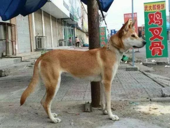 對不起，請你下輩子別再做一隻——中華田園犬
