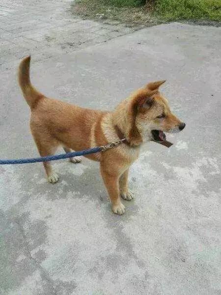 對不起，請你下輩子別再做一隻——中華田園犬