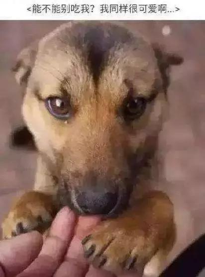 對不起，請你下輩子別再做一隻——中華田園犬