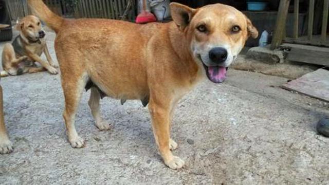 女主人被狗狗保護，鬥牛犬制服壞人救下主人，五種保護女生的萌犬