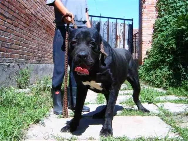 女主人被狗狗保護，鬥牛犬制服壞人救下主人，五種保護女生的萌犬