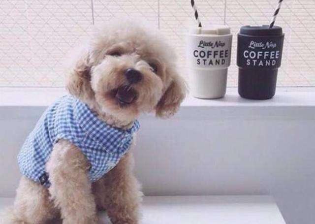 女主人被狗狗保護，鬥牛犬制服壞人救下主人，五種保護女生的萌犬