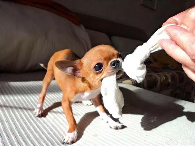 女主人被狗狗保護，鬥牛犬制服壞人救下主人，五種保護女生的萌犬