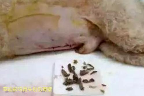 隨手扔的話梅，竟差點要了狗命，不注意飲食細節會害了你的狗