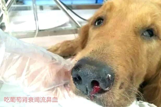 隨手扔的話梅，竟差點要了狗命，不注意飲食細節會害了你的狗