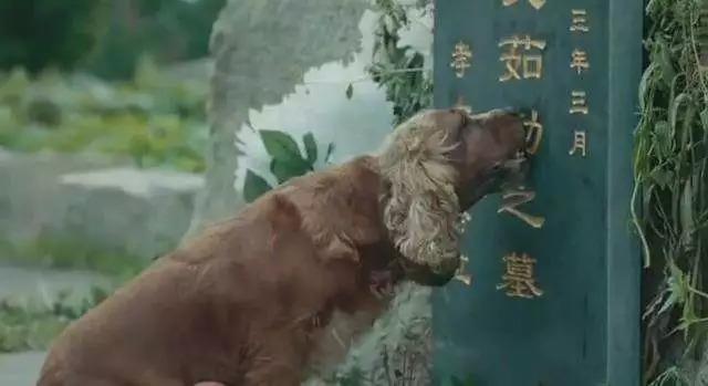 我們為什麼愛狗？那些「恨」狗人士永遠不會懂