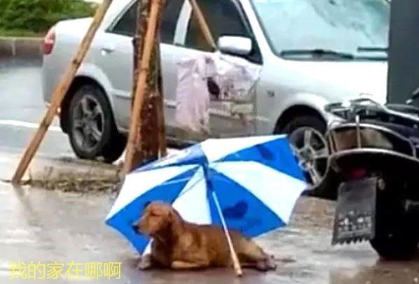 流浪金毛被撞傷，躺在路上無法動彈，女子默默留下雨傘